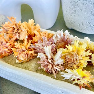 May include: A collection of colorful sea shells in a white wooden tray. The shells are in shades of orange, yellow, and pink, with a textured appearance. The tray sits on a sandy surface, with white decorative objects in the background.