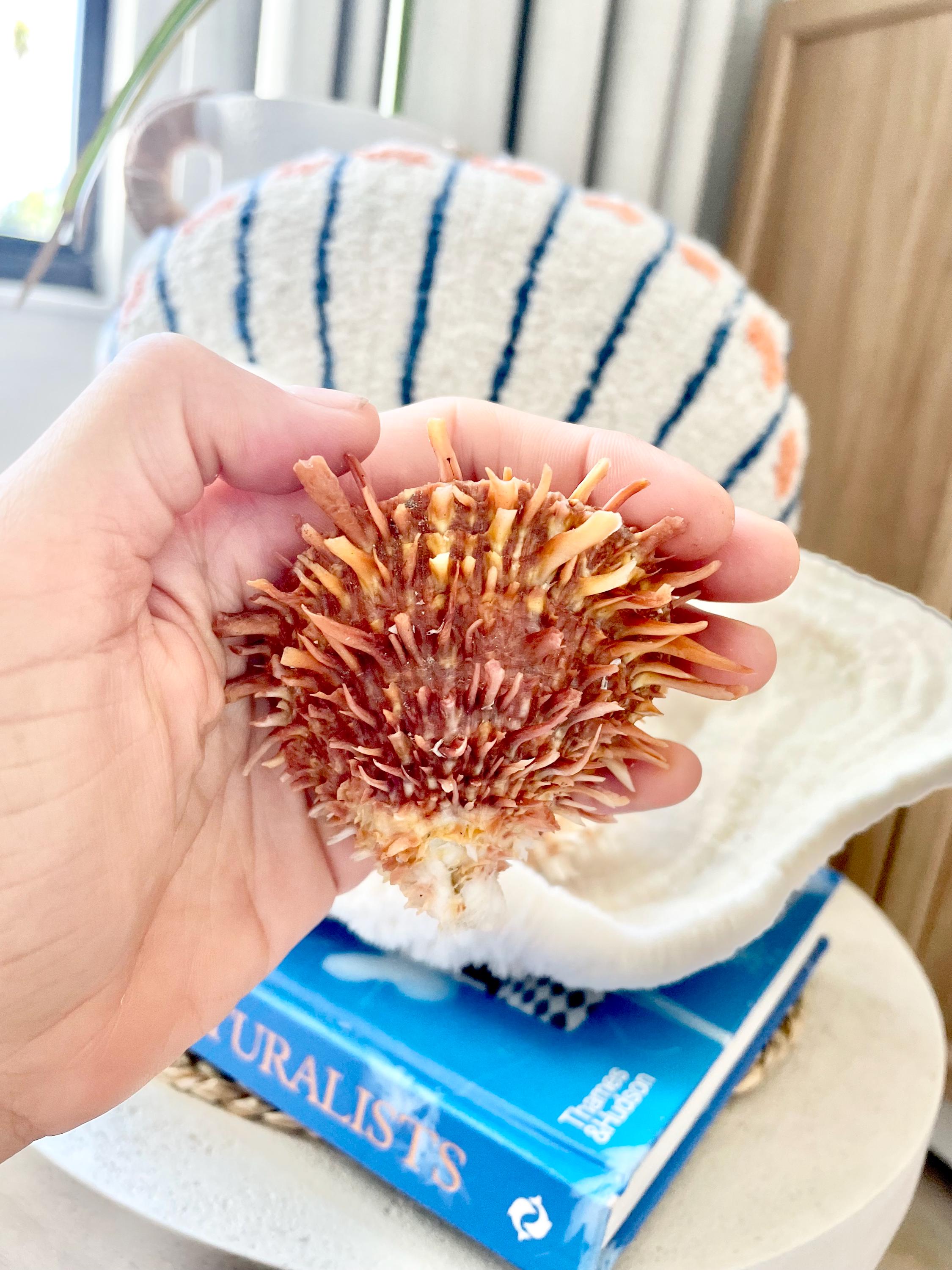 PACIFIC SPINY OYSTER Shells *all Sizes* Dark Orange Display Seashell - Etsy
