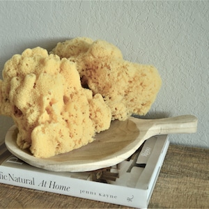SPA BATH READY 6-7&quot; Hand Held Sea Sponge Natural Cosmetic Cleaned Bathing Beach Coastal Home Décor Wool Painting