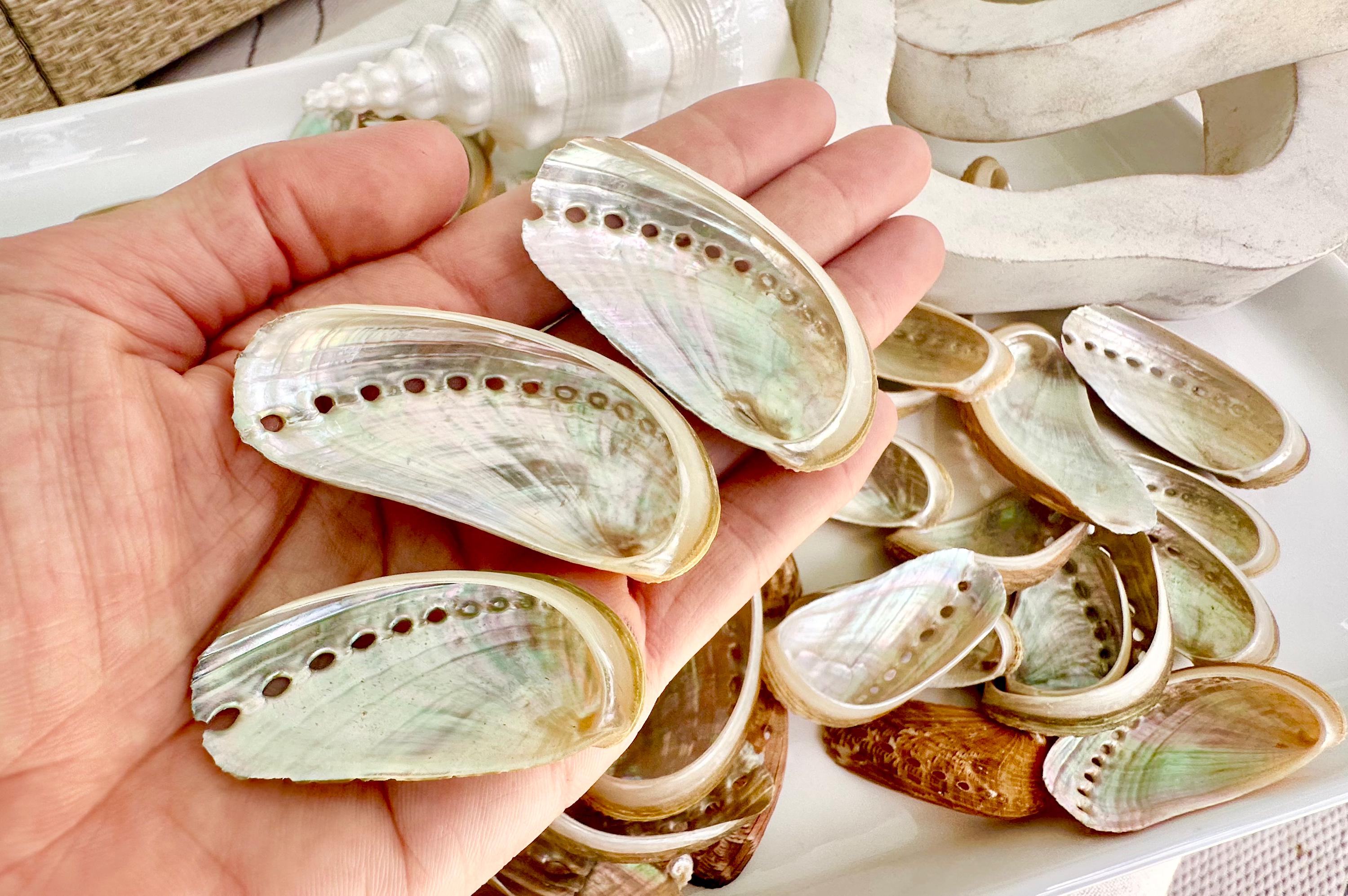 Donkey Ear Abalone Shells: 1.5-3" *you Choose Quantity* Green Silver ...