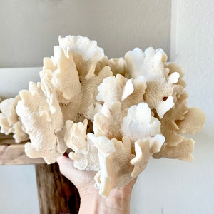 Genuine Sea Natural Beige CACTUS CORAL 100% Real Ocean Reef Aquarium Coastal Beach Ocean Décor Nautical Flat cut bottom