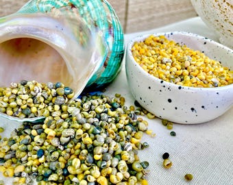 MONGO LITTORINA SHELLS *You Choose Color & Quantity* Tiny 1/4"  Green Yellow Craft Seashells