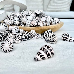 May include: A wooden bowl filled with a large quantity of small, white and black seashells. The shells are scattered on a white linen tablecloth.