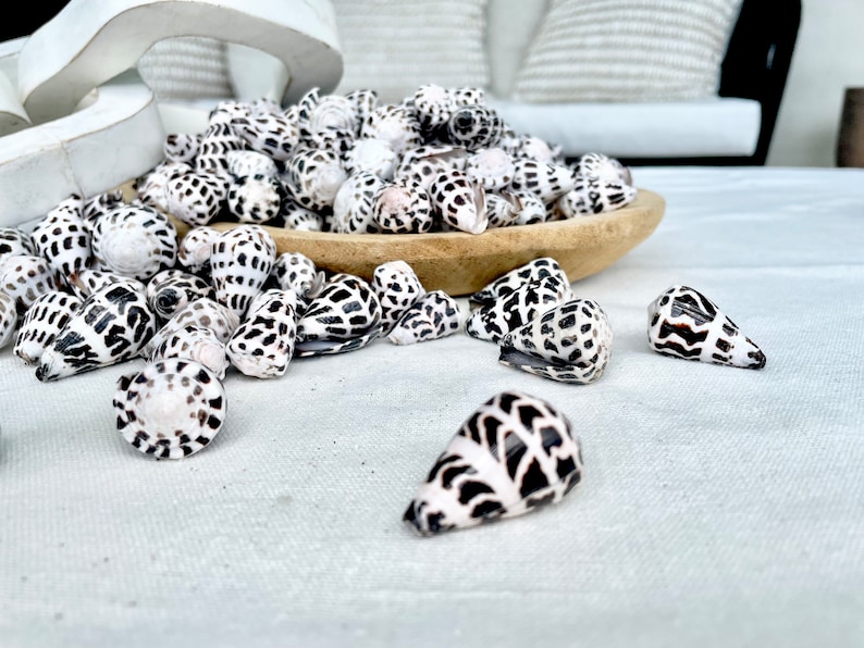 Hebrew Cone Shell Pattern HEBREW CONE Shells *you Choose Quantity* .75-1.25