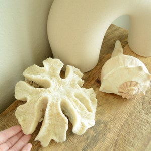 BRAIN CORAL White *All Sizes* Authentic Natural Real Sea Fossil Coastal Décor