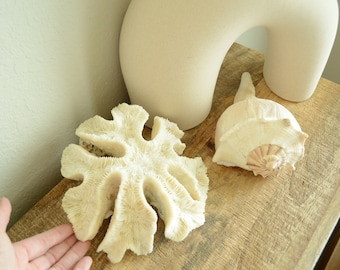 BRAIN CORAL White *All Sizes* Authentic Natural Real Sea Fossil Coastal Décor