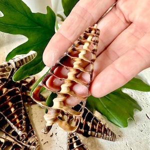 May include: A collection of brown and white seashells with a spiral pattern. The shells are shaped like a cone and have a delicate, intricate design.