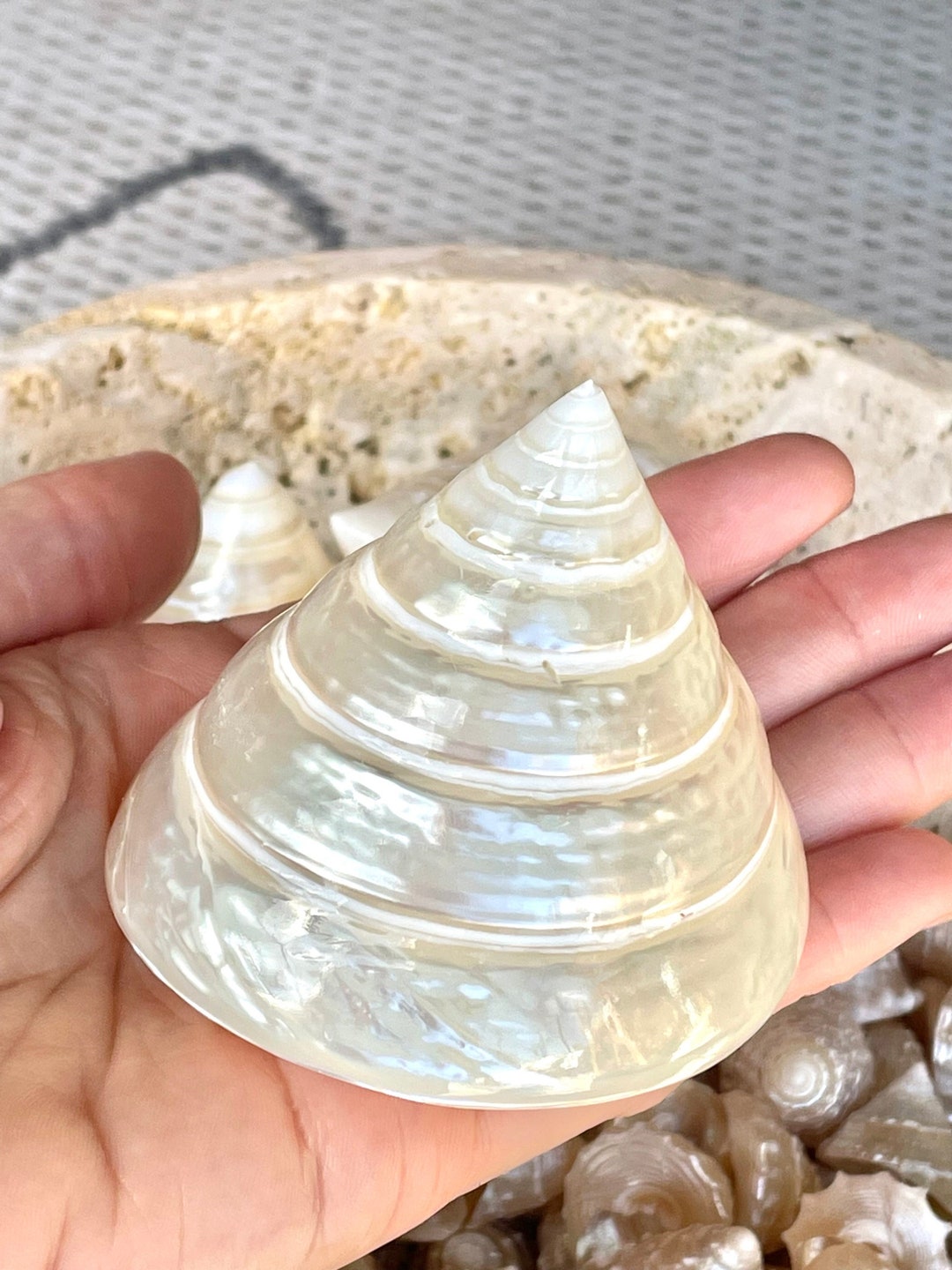 100 Authentic Seashell Shiny Polished Pearlized Pyramid Trochus Top
