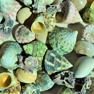 Hermit Crab Shells ALL SIZES You Pick Size Assorted Seashells Tun Turbo & More Coastal Crafts Décor