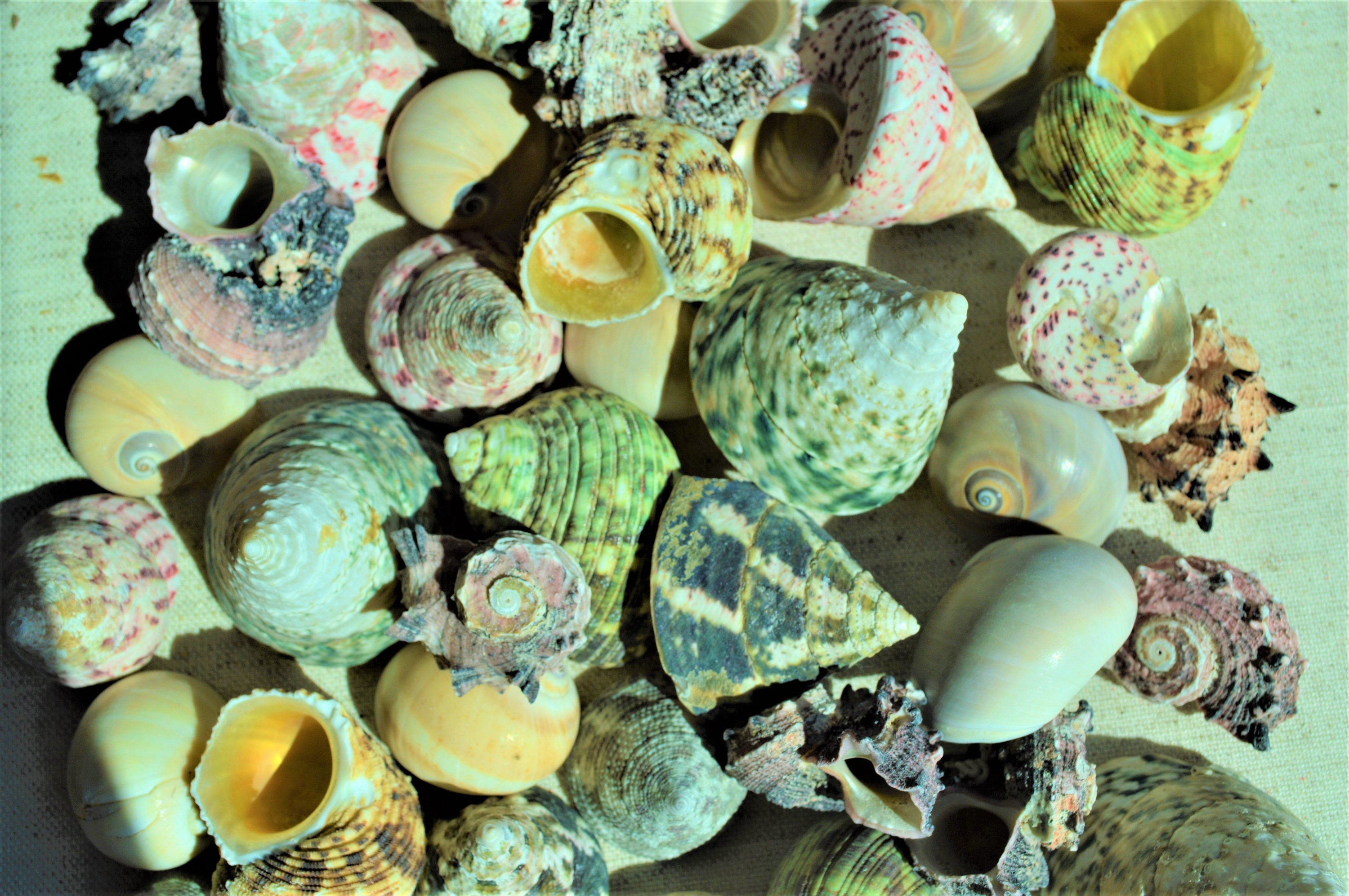 8 Pieces Sea Shells for Crafting Artificial Sea Shells Large  Multi-Styles Resin White Seashell Decor for Aquarium Scallop Starfish  Shells Ornaments White Shells for Fish Tank Home Decor : Home 