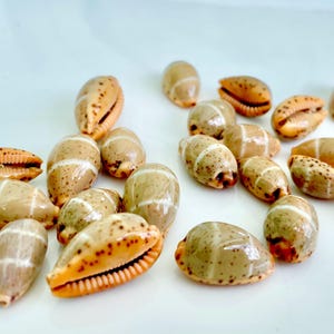 One Rare Cypraea Lutea Cowrie Seashell Striped Spotted Cowry Display Shell .5-.75&quot; Collectors Specimen Home Beach Coastal Décor Brown Orange