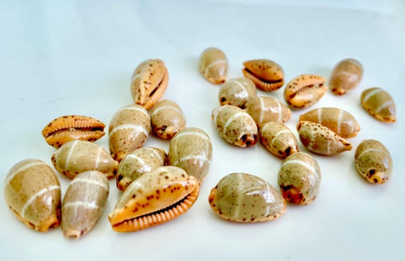 貝殻　タカラガイ CYPRAEA LUTEA タカラガイ 貝殻 0.5-0.75インチ 希少コレクター向け 縞