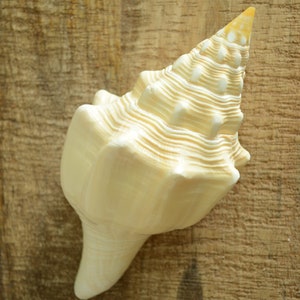 Puede incluir: Una gran concha de mar de color crema con una punta puntiaguda en espiral. La concha tiene un acabado liso y brillante y descansa sobre una superficie de madera.