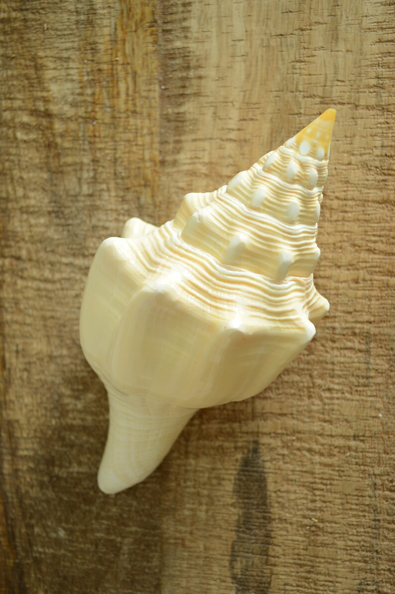 Puede incluir: Una gran concha de mar de color crema con una punta puntiaguda en espiral. La concha tiene un acabado liso y brillante y descansa sobre una superficie de madera.