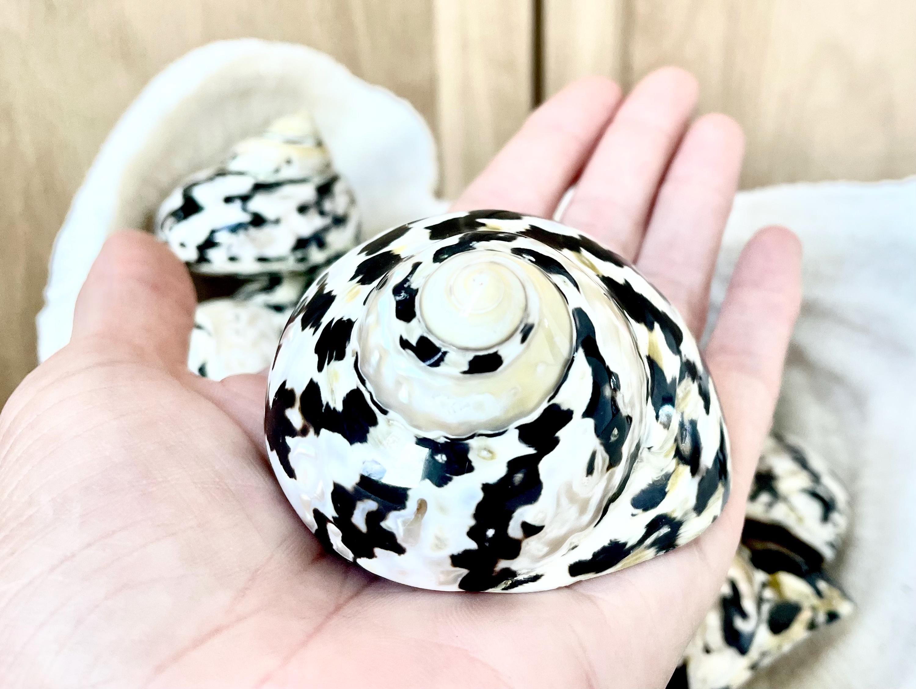 Magpie Shells MAGPIE TURBO SHELLS *you Choose Size* Naturally Polished Black White ...