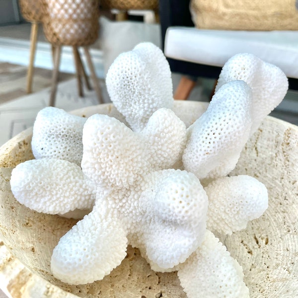 White Chunky CAULIFLOWER CORAL 3-7" 100% Genuine Sea Ocean Reef Aquarium Coastal Beach Décor Nautical