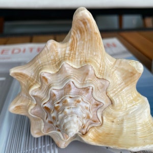 100% Natural Florida Keys Peach Beige Milk Conch 5-6 Planter Beach Nautical Décor Display Shell image 9