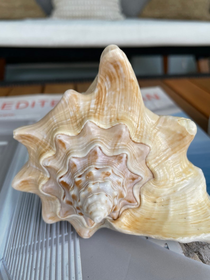 100% Natural Florida Keys Peach Beige Milk Conch 5-6 Planter Beach Nautical Décor Display Shell image 9