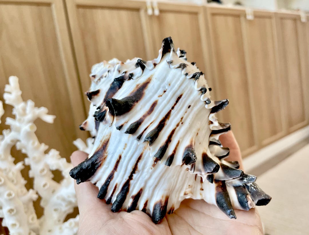 Black Murex Seashell *all Sizes* Coastal Home Décor Conch Shell - Etsy