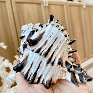 Black Murex Seashell *All Sizes* Coastal Home Décor Conch Shell