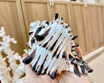Black Murex Seashell *All Sizes* Coastal Home Décor Conch Shell