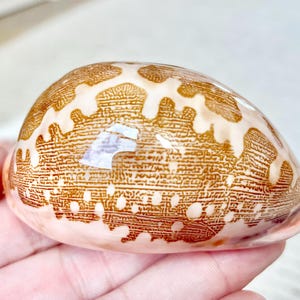 May include: A polished, oval-shaped seashell with a light pink base and intricate brown patterns. The shell's surface has a glossy finish, and the patterns create a textured appearance. The seashell is a natural decorative item.