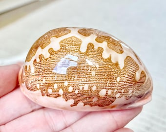 Cypraea Labrolineata タカラガイ (19/20 mm.)-(3/4