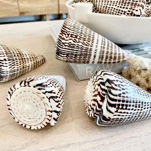 May include: Four decorative seashells with a distinctive pattern of brown and white stripes. The shells are cone-shaped, with a spiral design visible on the base of one. Some shells are on a light-colored surface, with more shells in a white bowl in the background.