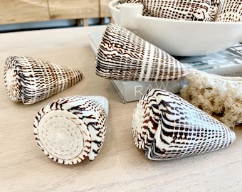 Leopard Cone Shells: 3-5" *You Choose Size* Natural White Brown Spotted Display Seashell