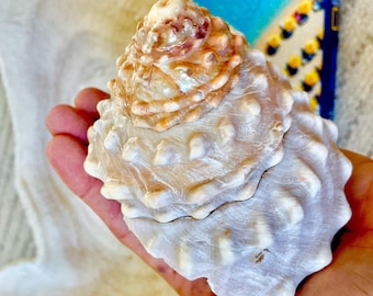Orange Wavy Turban Shell 4-4.5"  Pyramid Display Seashell Home Beach Coastal Décor