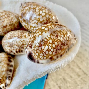May include: Close-up of several polished seashells with a brown and white spotted pattern. The shells are oval-shaped and rest in a white, fluffy container. The shells have a glossy finish.