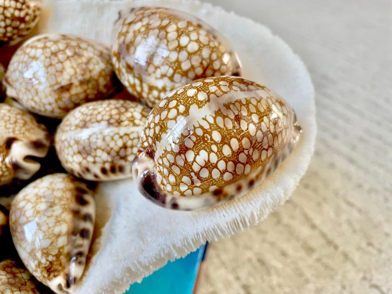 May include: Close-up of several polished seashells with a brown and white spotted pattern. The shells are oval-shaped and rest in a white, fluffy container. The shells have a glossy finish.