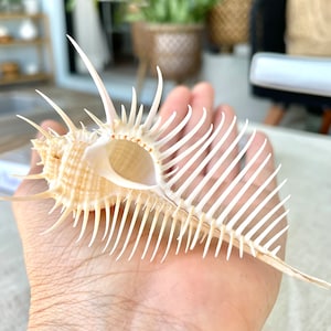 100% Real Large 1-6&quot; You Pick Size Spikey Murex Pectin Venus Comb Seashell Beach Coastal Décor Specimen Display Sea Shells White Beige