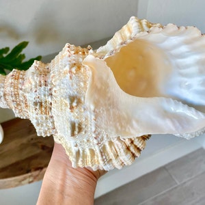 GIANT 10-12" Frog Shell 100% Authentic Bursa Bubo Seashell White Brown Beach Nautical Décor Display Snail Conch Shells