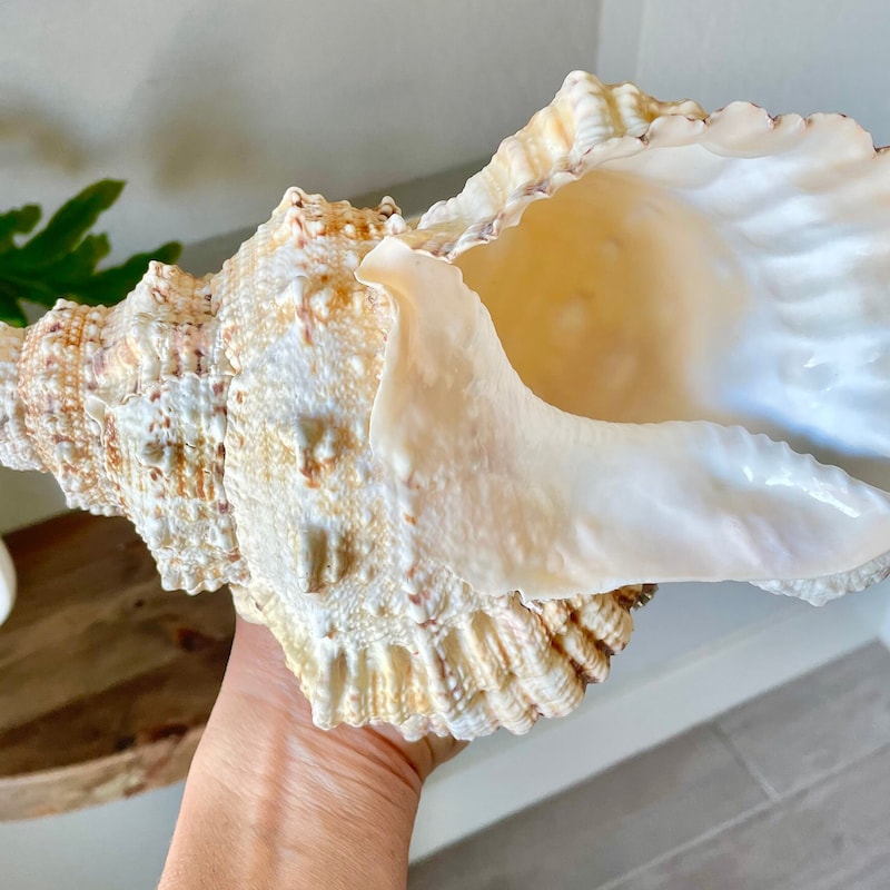 Big Conch Unique Jewelry - Etsy