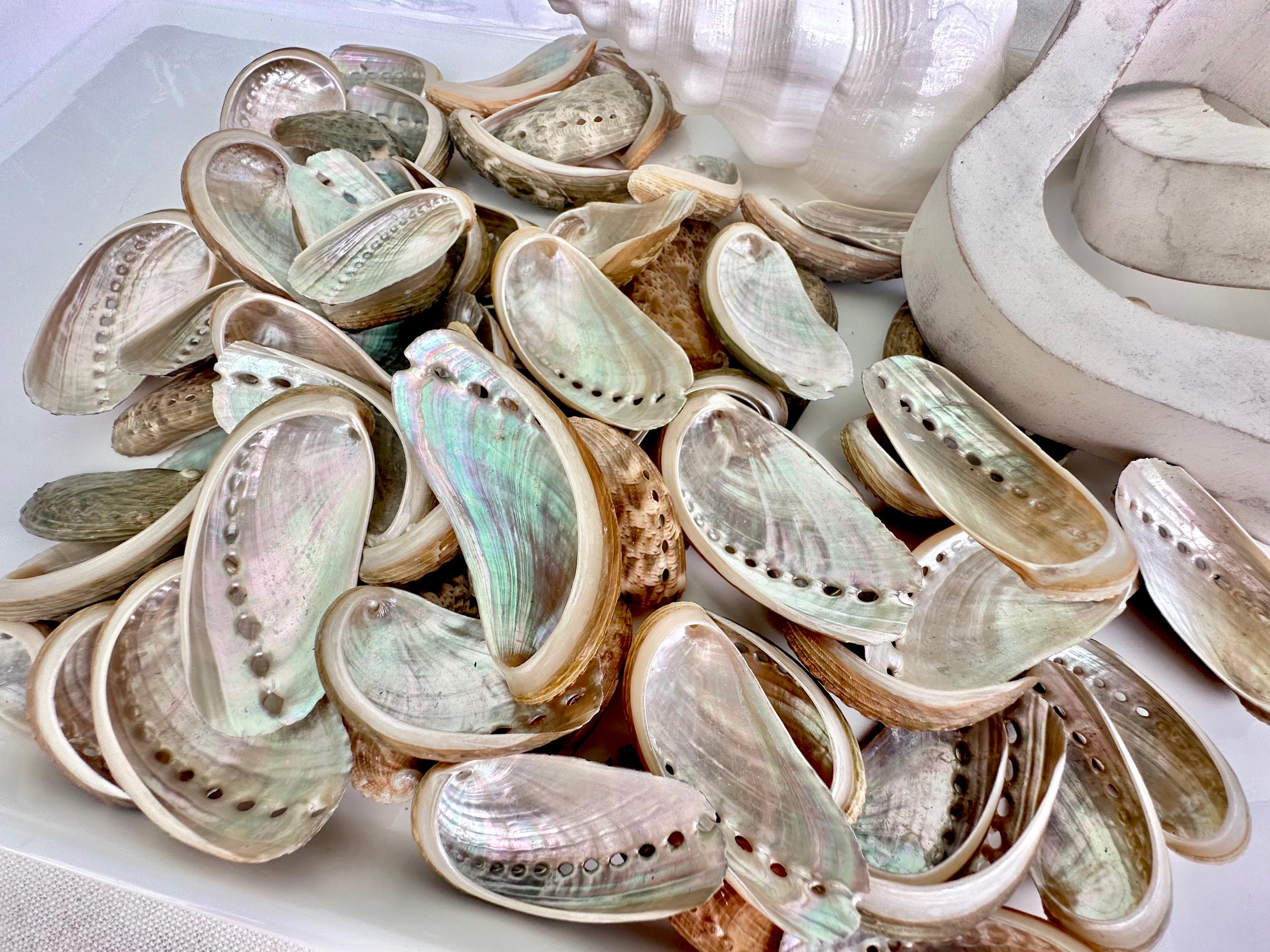 Donkey Ear Abalone Shells: 1.5-3" *you Choose Quantity* Green Silver ...