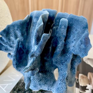 Genuine 100% Natural Sea BLUE RIDGE CORAL 6x5.5&quot; Acrylic Mounted Ocean Reef Coastal Beach Décor Nautical Gift Real Ocean Treasure