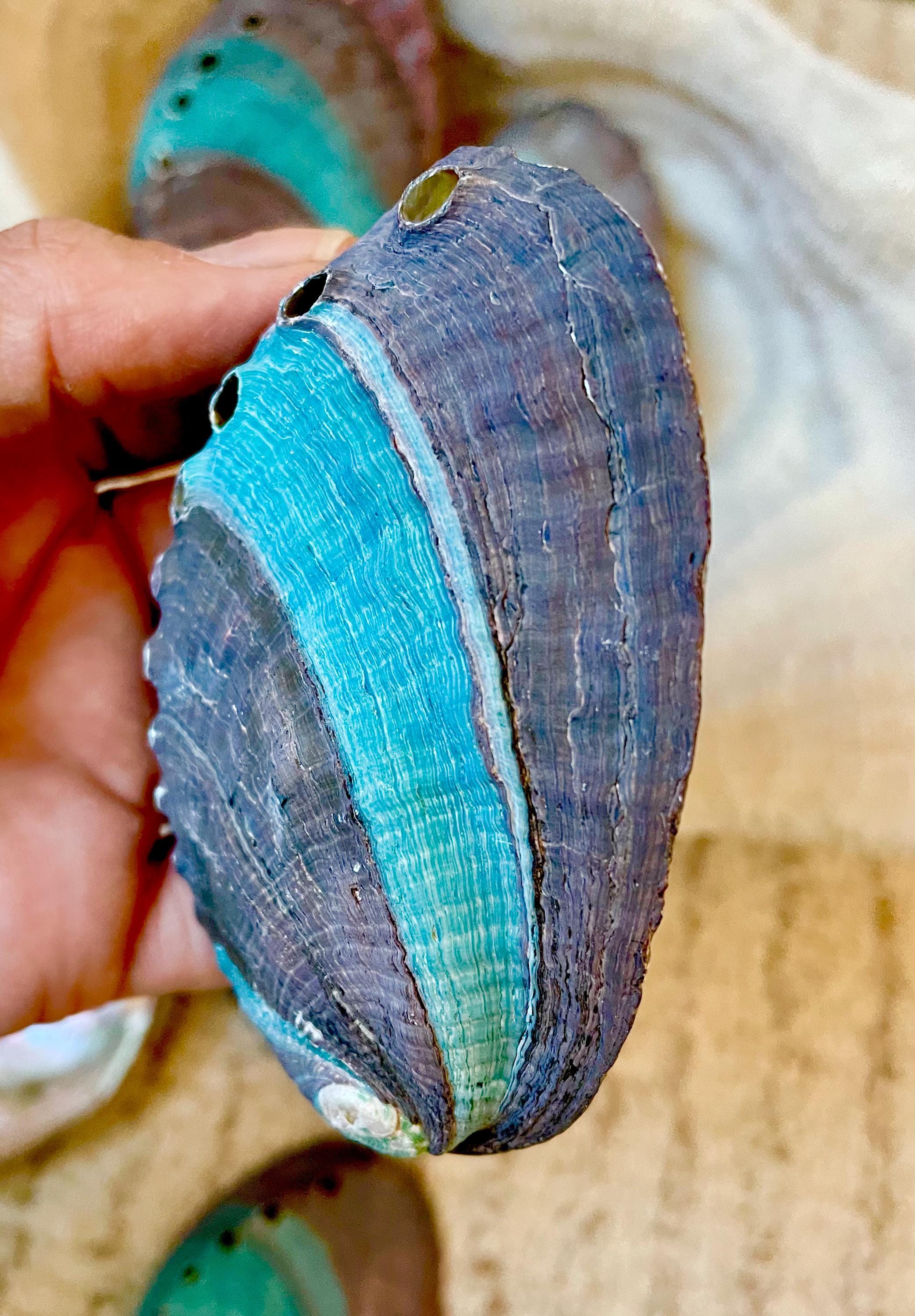 Turquoise Blue Abalone Shell (3.5-4