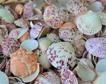 Handpicked Sanibel Captiva Seashell Mix * You choose Weight* Coastal Home Décor