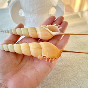 100% Real Shinbone Tibia Sea Shell Display Seashell 8-10&quot; Coastal Collectors Beach Home Nautical Décor Spindle Tibia Fusus