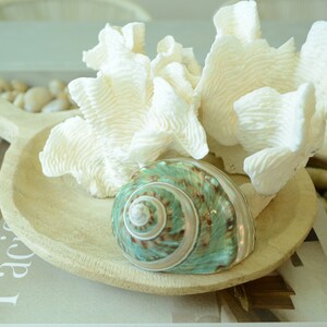 May include: A wooden bowl with a white coral and a green and brown seashell. The bowl is sitting on a book with the word "Pacific" visible.