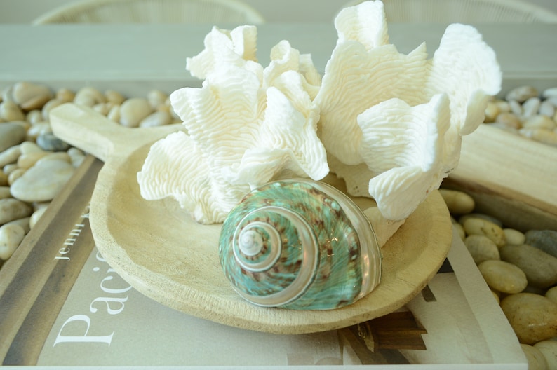 May include: A wooden bowl with a white coral and a green and brown seashell. The bowl is sitting on a book with the word "Pacific" visible.