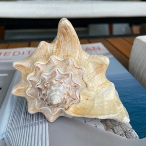 May include: A large, cream-colored seashell with a spiral pattern and a pointed tip. The shell has a light brown and white color variation.
