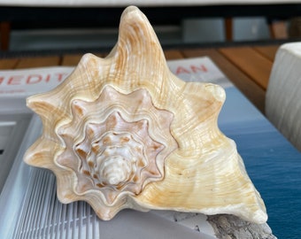 May include: A large, cream-colored seashell with a spiral pattern and a pointed tip. The shell has a light brown and white color variation.