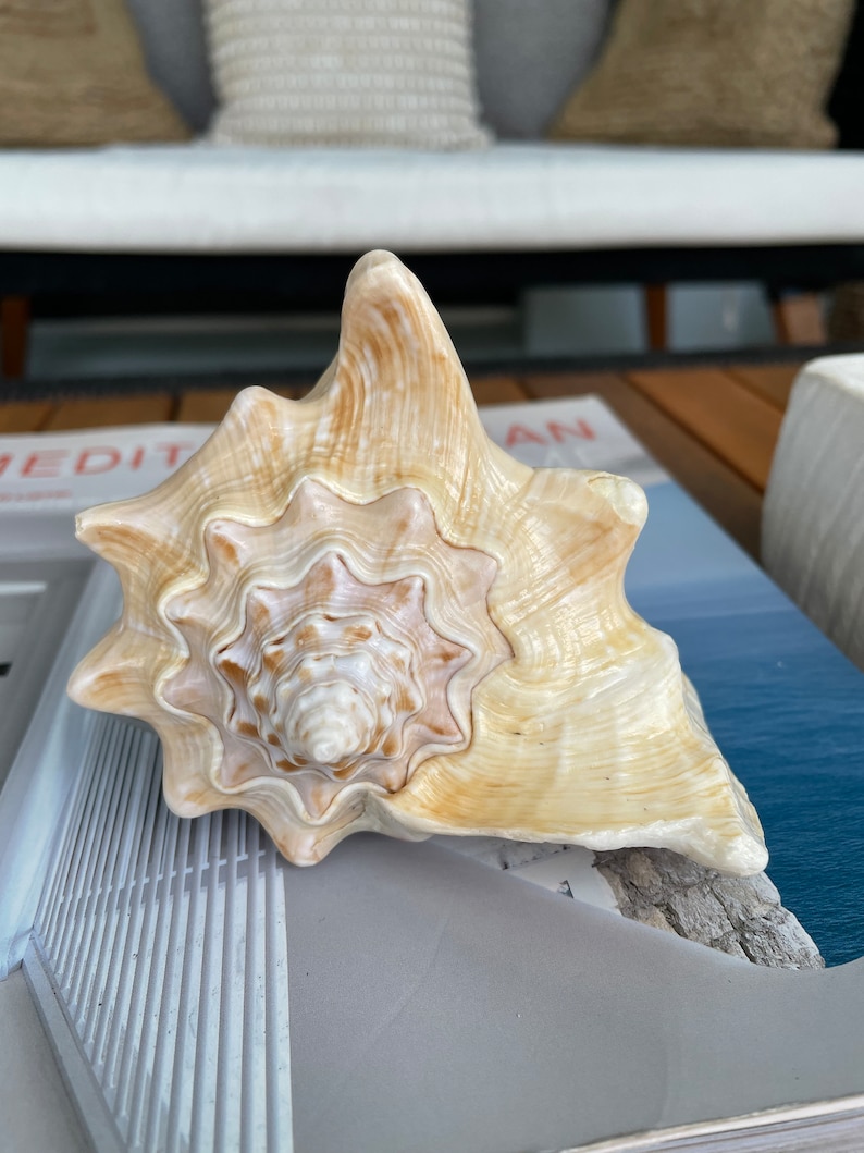 100% Natural Florida Keys Peach Beige Milk Conch 5-6 Planter Beach Nautical Décor Display Shell image 4