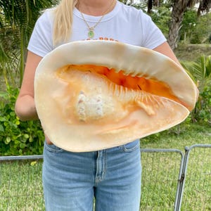 YELLOW HORNED HELMET Shell *All Sizes* Orange Polished Glossy Interior Display Seashell