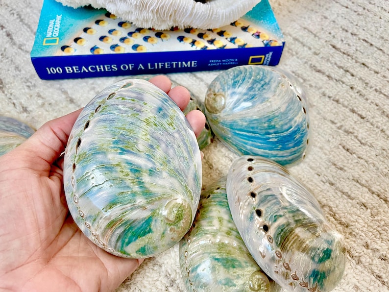 Buffed Shell BLUE GREEN BUFFED *all Sizes* Abalone Shells Natural Iridescent Silver ...