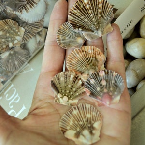 May include: A hand holding six scallop shells. The shells are various shades of brown, white, and pink. The shells have a textured, fan-like pattern.