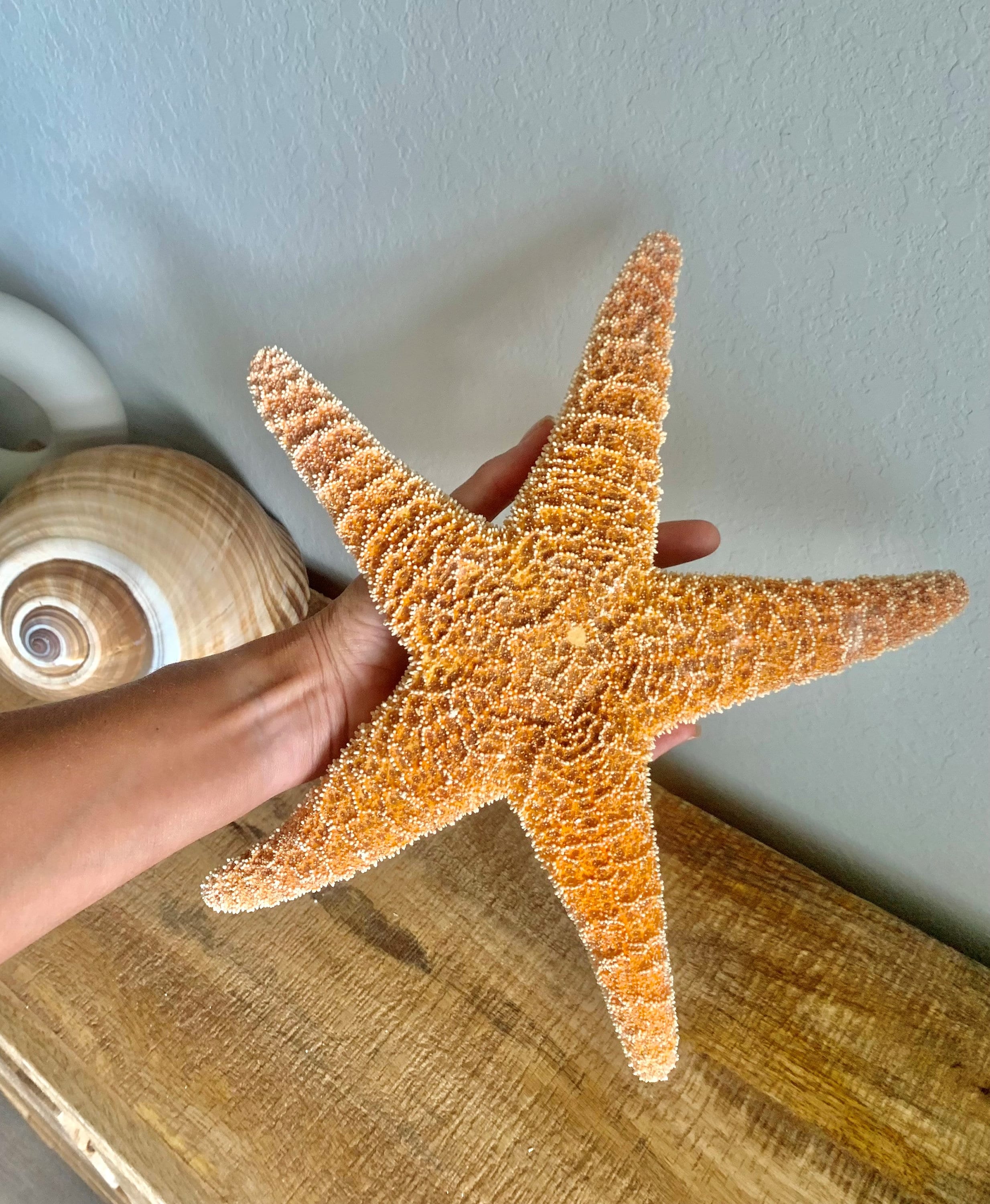 2 to 4 inches Sun Dried Sugar Starfish for Sale, Dried Common Starfish