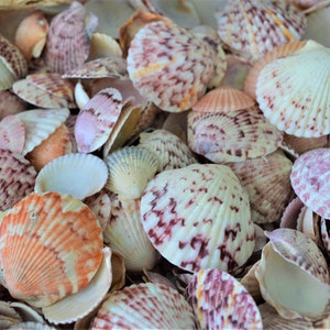 50-100pc. Colorful Calico Scallop Seashells Wedding Beach Favors Coastal Crafts .75-2&quot;